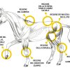 Cavallo-Muscoli